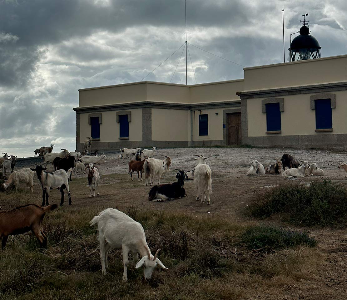 Faro de Cabo Prior Faro de Cabo Prior en Ferrol con cabras y vistas al océano Atlántico